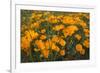 California Poppies, Montana de Oro SP, Los Osos, California-Rob Sheppard-Framed Photographic Print