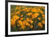 California Poppies, Montana de Oro SP, Los Osos, California-Rob Sheppard-Framed Photographic Print