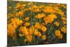 California Poppies, Montana de Oro SP, Los Osos, California-Rob Sheppard-Mounted Photographic Print