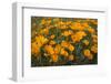 California Poppies, Montana de Oro SP, Los Osos, California-Rob Sheppard-Framed Photographic Print