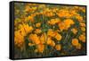 California Poppies, Montana de Oro SP, Los Osos, California-Rob Sheppard-Framed Stretched Canvas