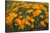 California Poppies, Montana de Oro SP, Los Osos, California-Rob Sheppard-Stretched Canvas