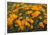 California Poppies, Montana de Oro SP, Los Osos, California-Rob Sheppard-Framed Photographic Print