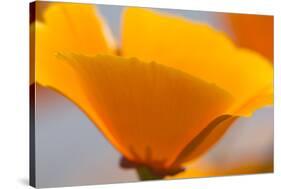 California Poppies, Montana De Oro State Park, Los Osos, Ca-Rob Sheppard-Stretched Canvas