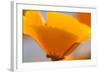 California Poppies, Montana De Oro State Park, Los Osos, Ca-Rob Sheppard-Framed Photographic Print