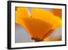 California Poppies, Montana De Oro State Park, Los Osos, Ca-Rob Sheppard-Framed Photographic Print