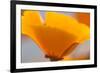 California Poppies, Montana De Oro State Park, Los Osos, Ca-Rob Sheppard-Framed Photographic Print