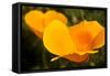 California Poppies, Montana De Oro State Park, Los Osos, Ca-Rob Sheppard-Framed Stretched Canvas