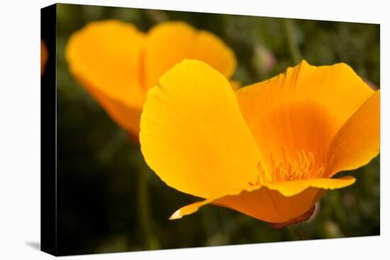 California Poppies, Montana De Oro State Park, Los Osos, Ca-Rob Sheppard-Stretched Canvas