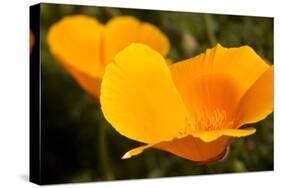 California Poppies, Montana De Oro State Park, Los Osos, Ca-Rob Sheppard-Stretched Canvas