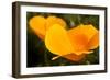 California Poppies, Montana De Oro State Park, Los Osos, Ca-Rob Sheppard-Framed Premium Photographic Print