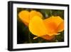 California Poppies, Montana De Oro State Park, Los Osos, Ca-Rob Sheppard-Framed Photographic Print