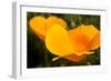 California Poppies, Montana De Oro State Park, Los Osos, Ca-Rob Sheppard-Framed Photographic Print