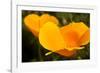 California Poppies, Montana De Oro State Park, Los Osos, Ca-Rob Sheppard-Framed Photographic Print