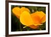 California Poppies, Montana De Oro State Park, Los Osos, Ca-Rob Sheppard-Framed Photographic Print