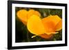 California Poppies, Montana De Oro State Park, Los Osos, Ca-Rob Sheppard-Framed Photographic Print