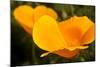 California Poppies, Montana De Oro State Park, Los Osos, Ca-Rob Sheppard-Mounted Photographic Print