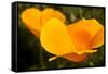 California Poppies, Montana De Oro State Park, Los Osos, Ca-Rob Sheppard-Framed Stretched Canvas