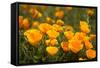 California Poppies, Montana De Oro State Park, Los Osos, Ca-Rob Sheppard-Framed Stretched Canvas