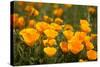 California Poppies, Montana De Oro State Park, Los Osos, Ca-Rob Sheppard-Stretched Canvas