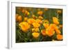 California Poppies, Montana De Oro State Park, Los Osos, Ca-Rob Sheppard-Framed Photographic Print