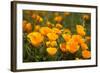 California Poppies, Montana De Oro State Park, Los Osos, Ca-Rob Sheppard-Framed Photographic Print