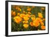 California Poppies, Montana De Oro State Park, Los Osos, Ca-Rob Sheppard-Framed Photographic Print