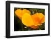 California Poppies, Montana De Oro State Park, Los Osos, Ca-Rob Sheppard-Framed Premium Photographic Print