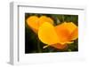 California Poppies, Montana De Oro State Park, Los Osos, Ca-Rob Sheppard-Framed Premium Photographic Print