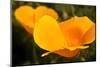 California Poppies, Montana De Oro State Park, Los Osos, Ca-Rob Sheppard-Mounted Premium Photographic Print