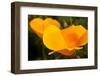 California Poppies, Montana De Oro State Park, Los Osos, Ca-Rob Sheppard-Framed Photographic Print