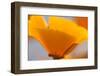 California Poppies, Montana De Oro State Park, Los Osos, Ca-Rob Sheppard-Framed Premium Photographic Print