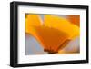 California Poppies, Montana De Oro State Park, Los Osos, Ca-Rob Sheppard-Framed Premium Photographic Print