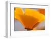 California Poppies, Montana De Oro State Park, Los Osos, Ca-Rob Sheppard-Framed Premium Photographic Print