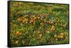 California Poppies Owl's Clover and Goldfield, Antelope Valley, California, USA.-Russ Bishop-Framed Stretched Canvas