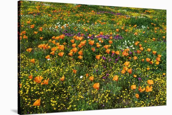 California Poppies Owl's Clover and Goldfield, Antelope Valley, California, USA.-Russ Bishop-Stretched Canvas