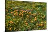 California Poppies Owl's Clover and Goldfield, Antelope Valley, California, USA.-Russ Bishop-Stretched Canvas