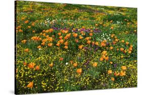 California Poppies Owl's Clover and Goldfield, Antelope Valley, California, USA.-Russ Bishop-Stretched Canvas