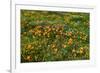 California Poppies Owl's Clover and Goldfield, Antelope Valley, California, USA.-Russ Bishop-Framed Photographic Print