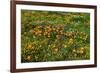 California Poppies Owl's Clover and Goldfield, Antelope Valley, California, USA.-Russ Bishop-Framed Photographic Print