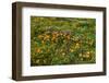 California Poppies Owl's Clover and Goldfield, Antelope Valley, California, USA.-Russ Bishop-Framed Photographic Print