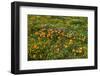 California Poppies Owl's Clover and Goldfield, Antelope Valley, California, USA.-Russ Bishop-Framed Photographic Print