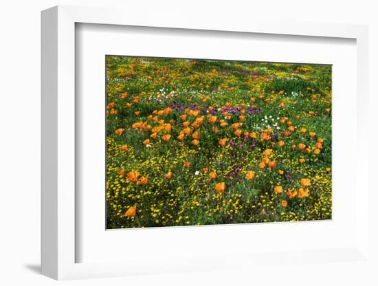 California Poppies Owl's Clover and Goldfield, Antelope Valley, California, USA.-Russ Bishop-Framed Photographic Print