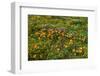 California Poppies Owl's Clover and Goldfield, Antelope Valley, California, USA.-Russ Bishop-Framed Photographic Print