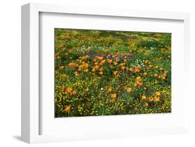 California Poppies Owl's Clover and Goldfield, Antelope Valley, California, USA.-Russ Bishop-Framed Photographic Print