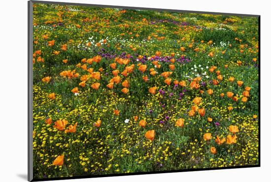 California Poppies Owl's Clover and Goldfield, Antelope Valley, California, USA.-Russ Bishop-Mounted Photographic Print