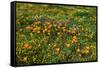 California Poppies Owl's Clover and Goldfield, Antelope Valley, California, USA.-Russ Bishop-Framed Stretched Canvas