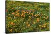 California Poppies Owl's Clover and Goldfield, Antelope Valley, California, USA.-Russ Bishop-Stretched Canvas