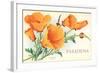 California Poppies, Pasadena, California-null-Framed Art Print