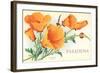 California Poppies, Pasadena, California-null-Framed Art Print